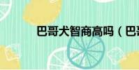 巴哥犬智商高嗎(巴哥犬智商)