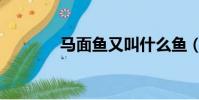 馬面魚又叫什么魚(馬面魚)