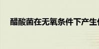 醋酸菌在無氧條件下產生什么(醋酸菌)