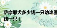 薩摩耶犬多少錢一只幼崽圖片(薩摩耶犬多少錢一只)