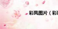 彩鳳圖片(彩鳳)