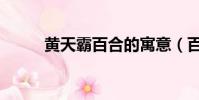 黃天霸百合的寓意(百合的寓意)