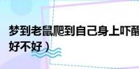 夢到老鼠爬到自己身上嚇醒了(女人夢見老鼠好不好)