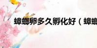 蟑螂卵多久孵化好(蟑螂卵多久孵化)