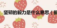 堅韌的毅力是什么意思(毅力是什么意思)