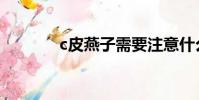 c皮燕子需要注意什么(c皮)