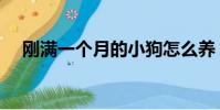 剛滿一個月的小狗怎么養(小狗怎么養)