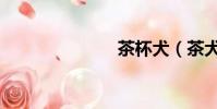 茶杯犬(茶犬)