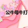 公牛母牛打一個字（公牛母牛打三個字）