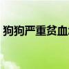 狗狗嚴重貧血怎么調養（嚴重貧血怎么調養）