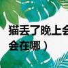 貓丟了晚上會不會去別人家門口（貓丟了晚上會在哪）