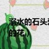 溺水的石頭愛情的花 小說（溺水的石頭愛情的花）