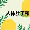 人體肚子和胃的位置（肚子和胃的位置）