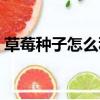 草莓種子怎么種才能發芽（草莓種子怎么種）
