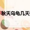 秋天烏龜幾天換一次水（烏龜幾天換一次水）