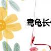 鴦龜長什么樣子（鴦龜的釋義）