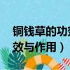 銅錢草的功效與作用圖片 風水（銅錢草的功效與作用）