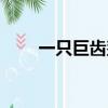 一只巨齒鯊有多大（巨齒鯊有多大）