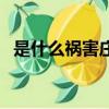 是什么禍害莊稼呀原版（是什么禍害莊稼）