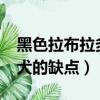 黑色拉布拉多犬性格怎么樣?（黑色拉布拉多犬的缺點）