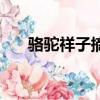 駱駝祥子摘抄加欣賞（駱駝祥子摘抄）