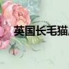 英國長毛貓屬于什么品種（英國長毛貓）