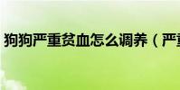 狗狗嚴重貧血怎么調養(嚴重貧血怎么調養)