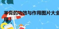 羊膏的功效與作用圖片大全(羊膏的功效與作用)