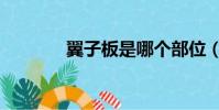 翼子板是哪個部位(翼子板)