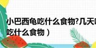 小巴西龜吃什么食物?幾天吃一次?(小巴西龜吃什么食物)
