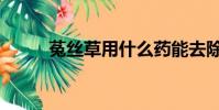 菟絲草用什么藥能去除(菟絲草)
