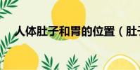 人體肚子和胃的位置(肚子和胃的位置)