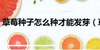 草莓種子怎么種才能發芽(草莓種子怎么種)