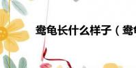 鴦龜長什么樣子(鴦龜的釋義)