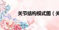 關節結構模式圖(關節結構)