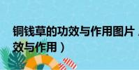 銅錢草的功效與作用圖片 風水(銅錢草的功效與作用)