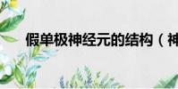 假單極神經元的結構(神經元的結構)