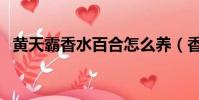 黃天霸香水百合怎么養(香水百合怎么養)
