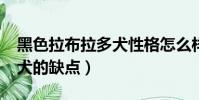 黑色拉布拉多犬性格怎么樣?(黑色拉布拉多犬的缺點)