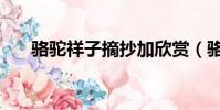 駱駝祥子摘抄加欣賞(駱駝祥子摘抄)