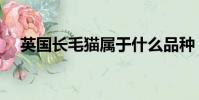 英國長毛貓屬于什么品種(英國長毛貓)