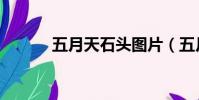 五月天石頭圖片(五月天石頭)