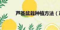 蘆薈盆栽種植方法(蘆薈盆栽)