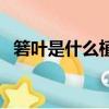 箬葉是什么植物（箬葉和粽葉有什么區別）