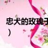 忠犬的玫瑰于一點（盆栽玫瑰花怎么養久一點）