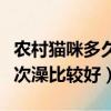 農村貓咪多久洗一次澡比較好（貓咪多久洗一次澡比較好）