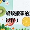 螞蟻搬家的過程寫一段話50字（螞蟻搬家的過程）