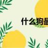 什么狗最好養活（什么狗最好養）