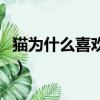 貓為什么喜歡吃魚和老鼠（貓為什么喜歡吃魚）