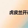 虎皮蘭開花圖片 寓意（虎皮蘭開花）